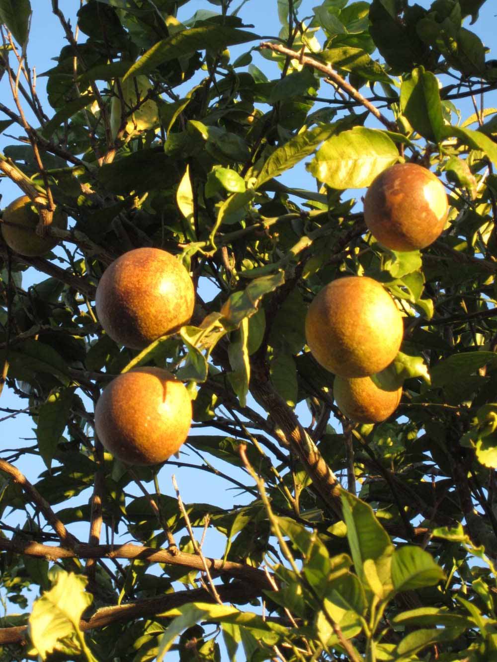            Fruit (Winter Haven, FL)   